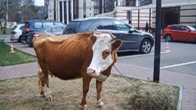 Корова - ярославская порода - 8 916 - 702-11-08 смотреть онлайн