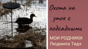 Охота на уток с подсадными