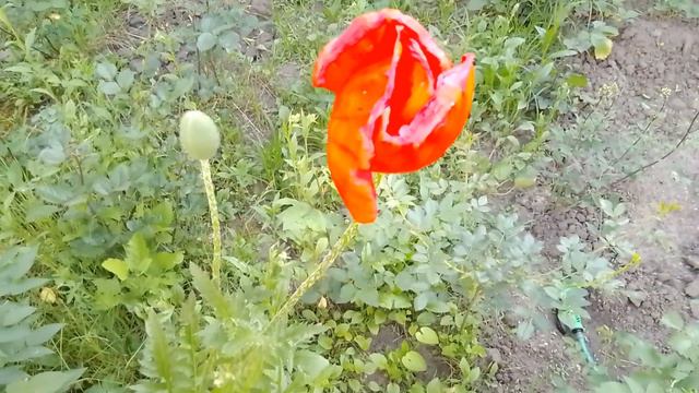 Солнечная погода без осадков #1июня #2023год #+15° #солнечныйдень #солнечно #голубоенебо #тепло