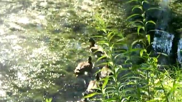 Утки смотреть онлайн