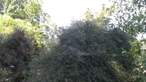 СПАРЖА ДЕКОРАТИВНАЯ. КОРАЛЛОВЫЕ БУСЫ!