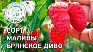 Сорт малины Брянское диво.  Ремонтантная малина Брянское диво, описание и особенности сорта.