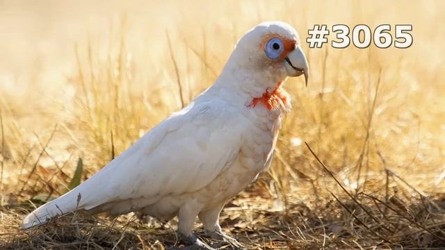 #3065. Попугаи (В мире животных) смотреть онлайн