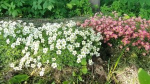 Камнеломка Арендса / Arends' saxifrage