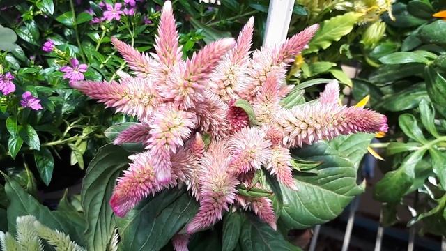 Celosia plant - grow, care & eat (Cock's comb) смотреть онлайн