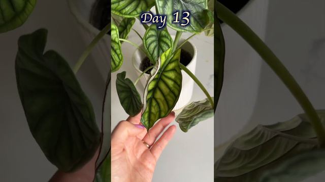 Alocasia Dragon Scale FROM day 1-13 #alocasiaDragonScale #homeplant #houseplants #plantpropagation