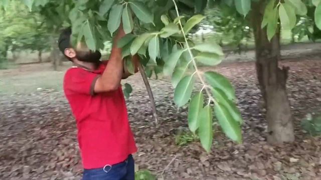 Evening visit to Java Plum garden | Summer Fruit | Evening Walk with Friends and Brothers | Vlog смотреть онлайн