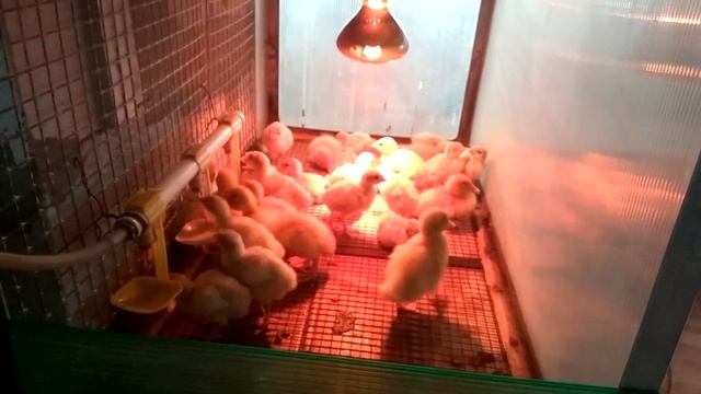 Брудер для индюшат! смотреть онлайн