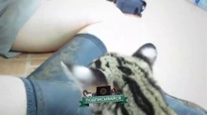 Топ диких кошек которых можно содержать дома