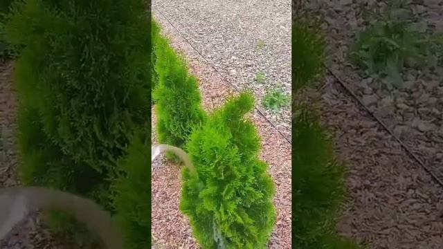 Раз в год нужно закислить землю электолитом / Загородная жизнь / Ландшафтный дизайн / Лайфхаки смотреть онлайн