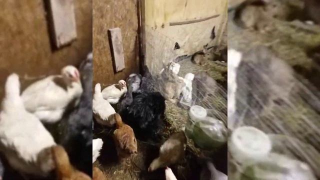 3 ТОННЫ КОРМА ДЛЯ ПТИЦ 2018 / БЕЗПЛАТНАЯ ДОСТАВКА / ЧУДО ОГРЕГАТ ДЛЯ ОЩУПЫВАНИЯ ПЕРЬЯ смотреть онлайн