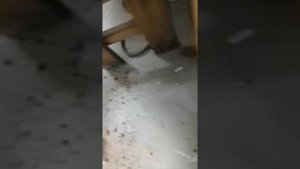 бензопила тайга 245. 1.06.2022