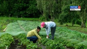 Клубника осенью: обрезка и подкормка
