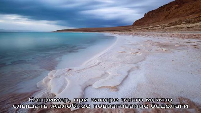 Почему морская свинка пищит, когда ее гладишь? смотреть онлайн