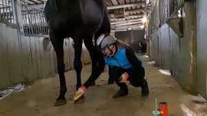 Уход за лошадью после тренировки