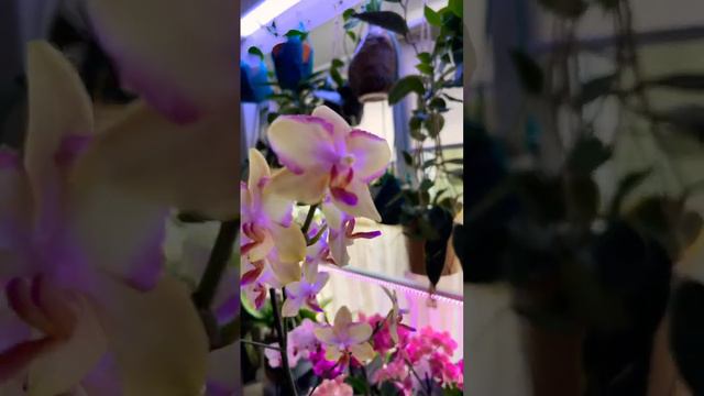 Phalaenopsis Taisuco Jasper  Фаленопсис Тайсуко Джаспер