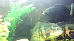 Астронотусы. 2 самца 1 самка