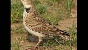 Степной жаворонок(Джурбай)(steppe bird) 3