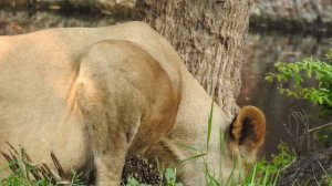 Hungry Lion Eating Dry Leaves Rare Video Free Background Screensaver for Any Device