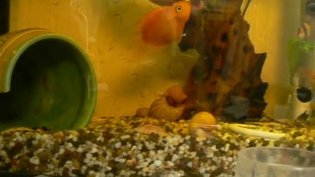 Рыба попугай ест с рук смотреть онлайн