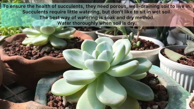 Echeveria Ice Green/Green Ice Succulents Caretips (Lowland) смотреть онлайн
