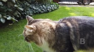 Кот пришёл домой с видеокамерой на ошейнике. Увидев содержимое, хозяева сразу вызвали полицию