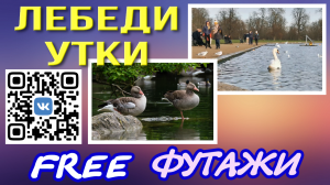 Футажи Лебеди Утки для видеомонтажа FREE Background