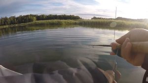 Нахлыст.Ловля окуня