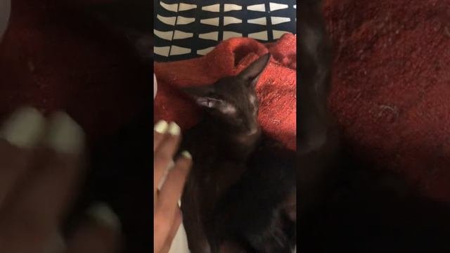 Ориентальные котята 4 месяца