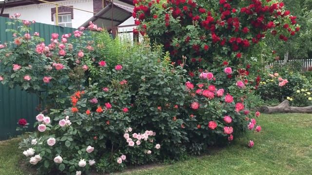 Троянди Olivia Rose,Flamentas... #троянди #rose #розы смотреть онлайн