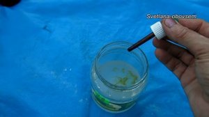 CОДА ПИЩЕВАЯ + ЙОД+ МАРГАНЕЦ  от ОИДИУМА, МИЛЬДЬЮ АНТРАКНОЗА.. ОПРЫСКИВАЕМ во время созревания ягод