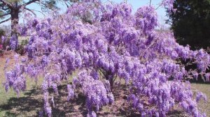 Fast Growing Purple Wisteria