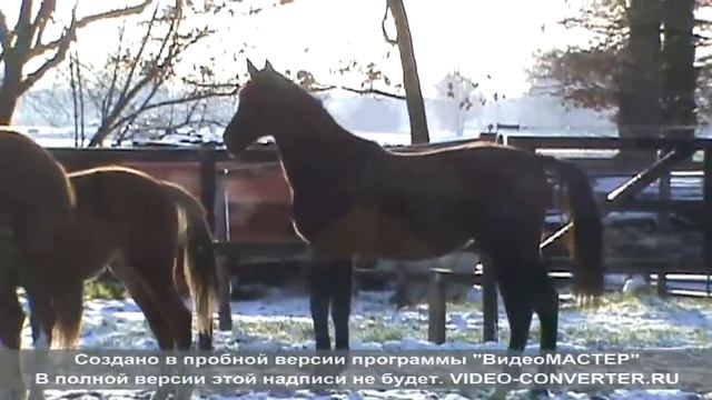 геон смотреть онлайн