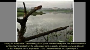 Antibiotic Resistance Profile Studies of Bacteria from water in Excavated Ponds in Port Harcourt