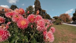 Morges - la fête du Dahlia / Швейцария, Морж - фестиваль далий