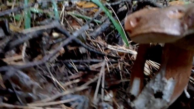 Польский белый гриб. смотреть онлайн