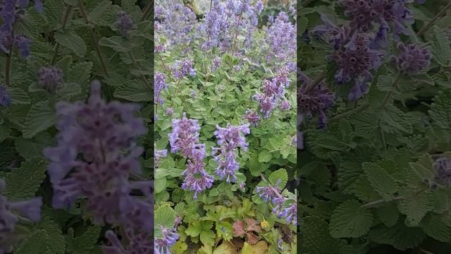 Почвопокровные доя альпинариев, альпийской горки: Котовник Фассена # Nepeta grandiflora. Bodendecke