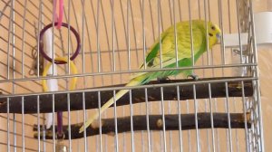 МИЛЫЙ И ЗАБАВНЫЙ ПОПУГАЙ ПОЕТ И ЧИРИКАЕТ/ОДИН В КЛЕТКЕ/зеленый попугайчик TV