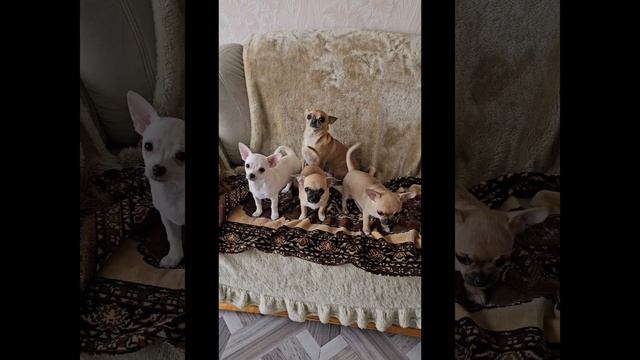 щенки чихуахуа, продажа