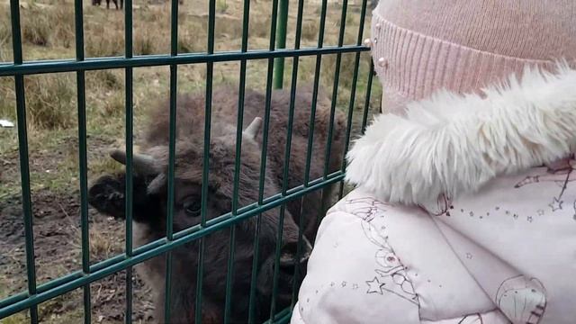 Беловежская Пуща?? Милый Зубрёнок? смотреть онлайн