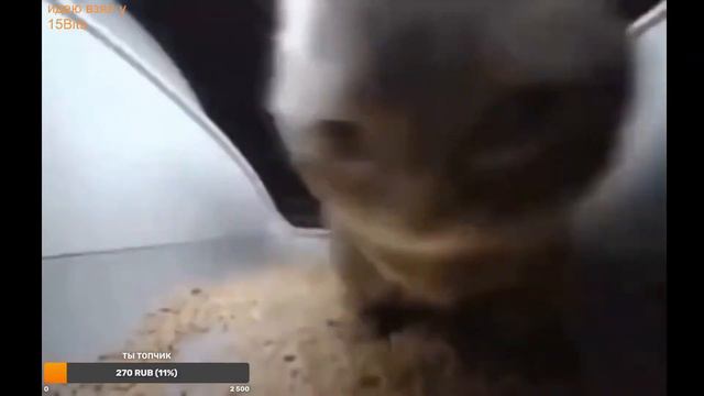 ЧИПИ ЧИПИ ЧАПА ЧАПА СТРИМ смотреть онлайн