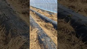 корейские теплицы, с клубникой, часть 2