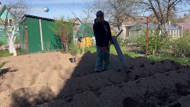 Сажаю 250 КЛУБНЕЙ в мае -получаю 12 МЕШКОВ в сентябре! Посадка Американки в ПИРАМИДЫ 2022 год. смотреть онлайн