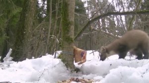 Лесная куница в деле: пытается съесть сало/ СУПЕР ВИДЕО С ФОТОЛОВУШКИ ПРО КУНИЦУ