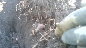 Особенности размножения ежевики.Cаженец ежевики сажаем с корнем осенью