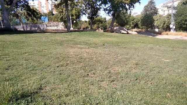 Попугаи в Израиле | Калита, попугай-монах, квакер, или толстоклювый попугай | Myiopsitta monachus