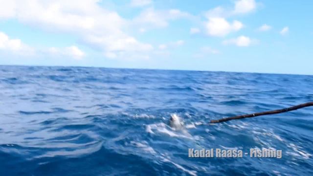 MONSTER KING FISH CATCHING AT SEA - HANDLINE FISHING смотреть онлайн