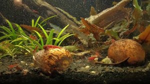 Растения пузырят после подмены воды. Жизнь в аквариуме