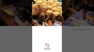 Myzelfäden Hallimasch (Armillaria mellea) | Wissenschaftliches Pilzprofil | Shroomers