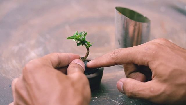Bonsai diary - Making a Premna Microphylla Bonsai Mini смотреть онлайн
